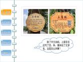 6.1.2从种到界 课件2024年初中秋季人教版生物八年级上册