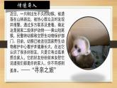 6.1.2从种到界课件 2024年初中秋季人教版生物八年级上册