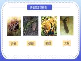 5.1.5两栖类和爬行类课件 2024年初中秋季人教版生物八年级上册