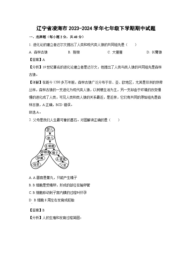 [生物]辽宁省凌海市2023-2024学年七年级下学期期中试题(解析版)第1页