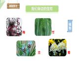 1.1.1 生物的基本特征 课件2024年初中秋季济南版生物七年级上册