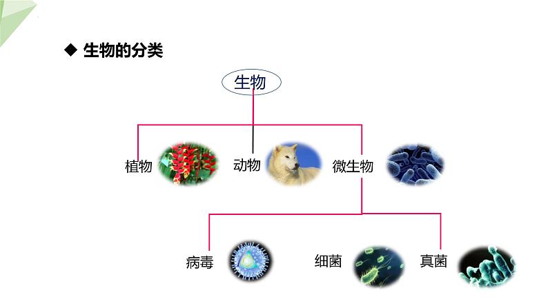 1.1.1 生物的基本特征 课件2024年初中秋季济南版生物七年级上册07