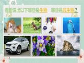 1.1.1生物的基本特征课件   2024年初中秋季济南版生物七年级上册