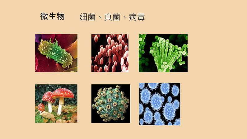 1.1.1生物的基本特征课件---2024年初中秋季济南版生物七年级上册06