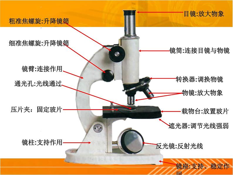 1.1.4生物学的研究工具第1课时课件 2024年初中秋季济南版生物七年级上册03