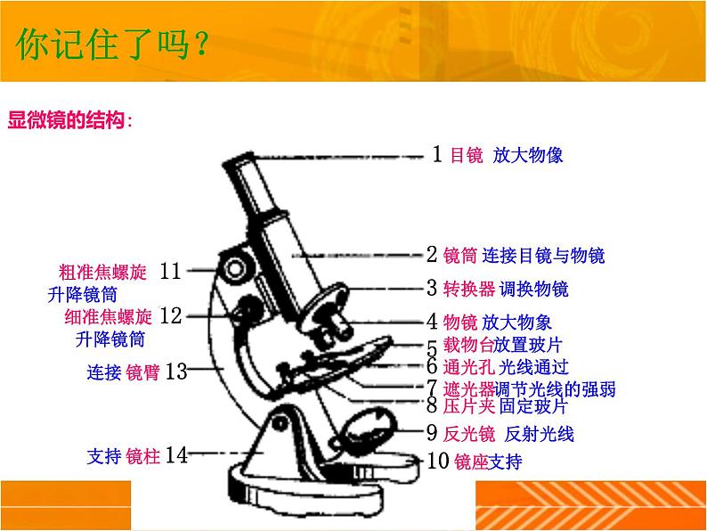 1.1.4生物学的研究工具第1课时课件 2024年初中秋季济南版生物七年级上册04