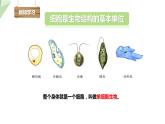 1.2.1 细胞的结构和功能 课时1 课件  2024年初中秋季济南版生物七年级上册