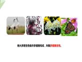1.2.1 细胞的结构和功能 课时1 课件  2024年初中秋季济南版生物七年级上册