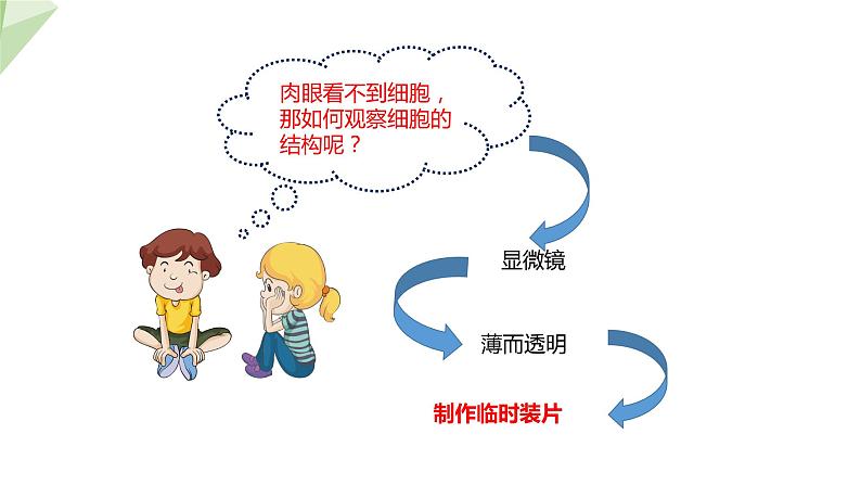 1.2.1 细胞的结构和功能 课时1 课件  2024年初中秋季济南版生物七年级上册06