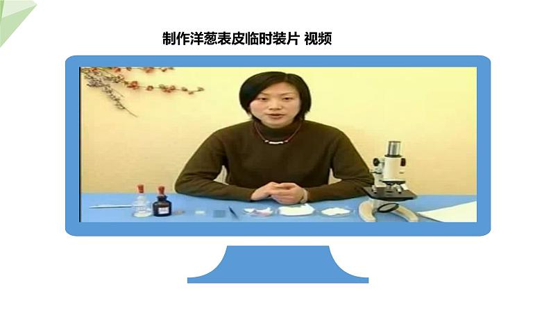 1.2.1 细胞的结构和功能 课时1 课件  2024年初中秋季济南版生物七年级上册08