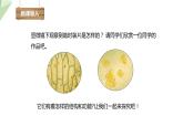 1.2.1 细胞的结构和功能 课时2 课件---- 2024年初中秋季济南版生物七年级上册