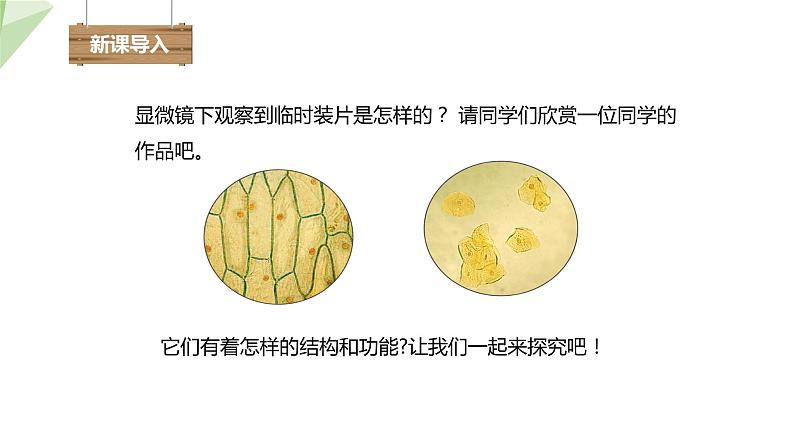 1.2.1 细胞的结构和功能 课时2 课件---- 2024年初中秋季济南版生物七年级上册03