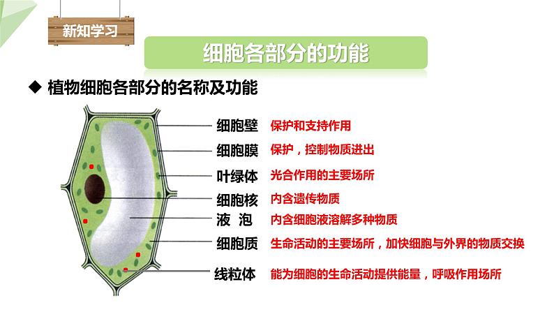 1.2.1 细胞的结构和功能 课时2 课件---- 2024年初中秋季济南版生物七年级上册04