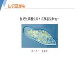 1.2.1 细胞的结构和功能（第二课时）课件)2024年初中秋季济南版生物七年级上册