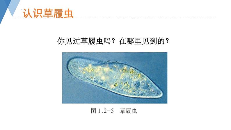 1.2.1 细胞的结构和功能（第二课时）课件)2024年初中秋季济南版生物七年级上册03