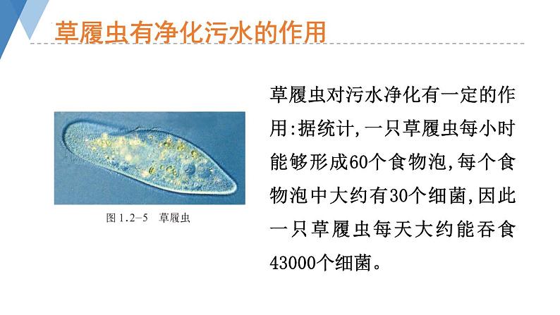 1.2.1 细胞的结构和功能（第二课时）课件)2024年初中秋季济南版生物七年级上册05