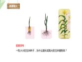 1.2.2 细胞的分裂与分化 课件2024年初中秋季济南版生物七年级上册