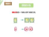 1.2.2 细胞的分裂与分化 课件2024年初中秋季济南版生物七年级上册
