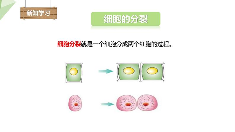 1.2.2 细胞的分裂与分化 课件2024年初中秋季济南版生物七年级上册04