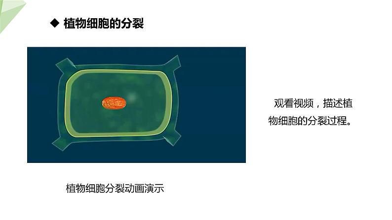 1.2.2 细胞的分裂与分化 课件2024年初中秋季济南版生物七年级上册05