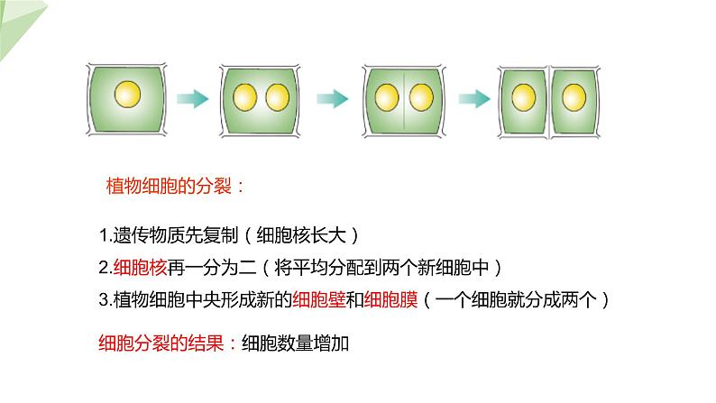 1.2.2 细胞的分裂与分化 课件2024年初中秋季济南版生物七年级上册06