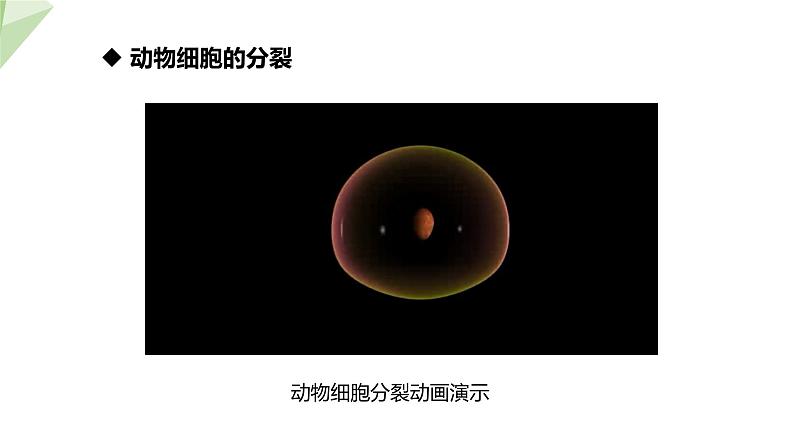 1.2.2 细胞的分裂与分化 课件2024年初中秋季济南版生物七年级上册07