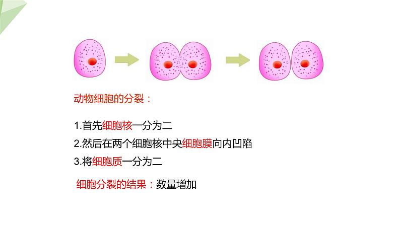 1.2.2 细胞的分裂与分化 课件2024年初中秋季济南版生物七年级上册08