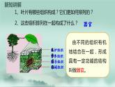 1.2.3  多细胞生物体的结构层次  课件2024年初中秋季济南版生物七年级上册