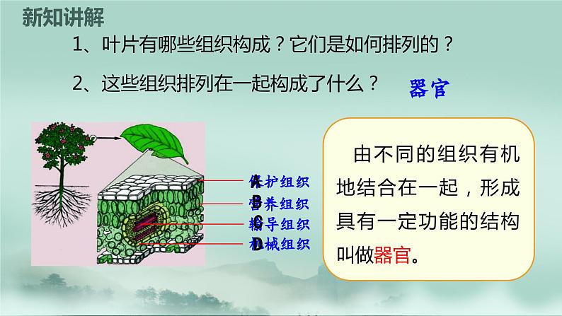 1.2.3  多细胞生物体的结构层次  课件2024年初中秋季济南版生物七年级上册05