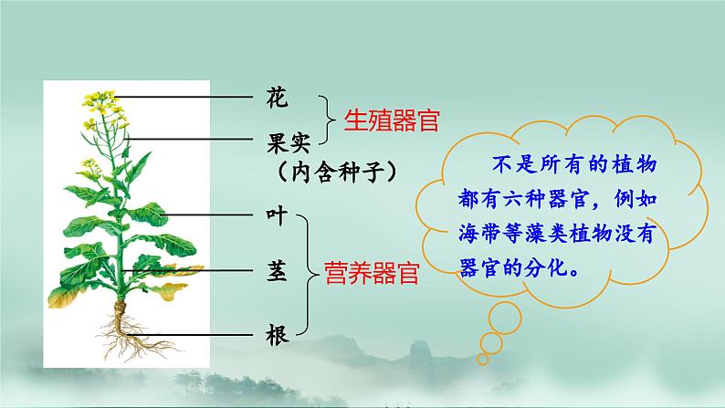 1.2.3  多细胞生物体的结构层次  课件2024年初中秋季济南版生物七年级上册07