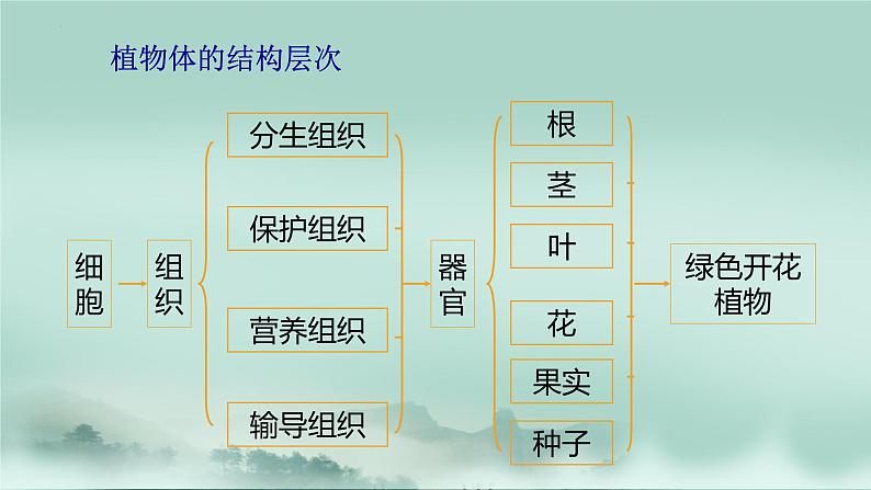 1.2.3  多细胞生物体的结构层次  课件2024年初中秋季济南版生物七年级上册08