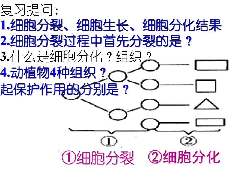 1.2.3 多细胞生物体的结构层次课件2024年初中秋季济南版生物七年级上册第1页