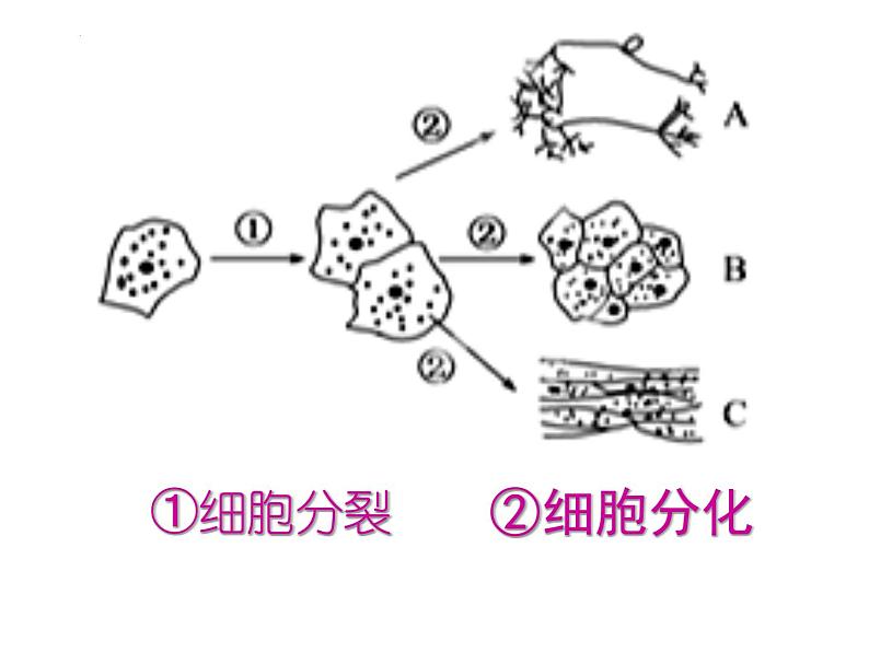 1.2.3 多细胞生物体的结构层次课件2024年初中秋季济南版生物七年级上册第2页