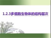 1.2.3 多细胞生物体的结构层次课件2024年初中秋季济南版生物七年级上册