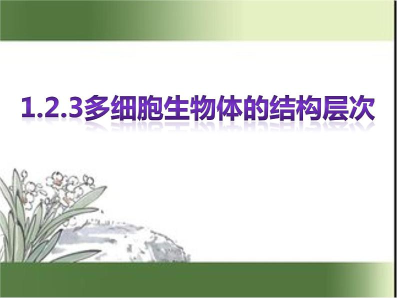 1.2.3 多细胞生物体的结构层次课件2024年初中秋季济南版生物七年级上册第3页