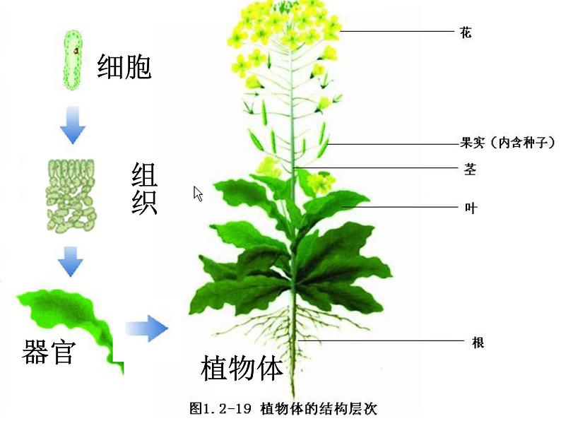 1.2.3 多细胞生物体的结构层次课件2024年初中秋季济南版生物七年级上册第8页