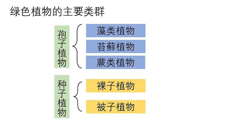 2.1 生物圈中的绿色植物 复习课件2024年初中秋季济南版生物七年级上册05