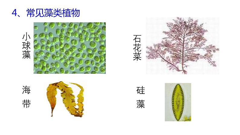 2.1 生物圈中的绿色植物 复习课件2024年初中秋季济南版生物七年级上册07