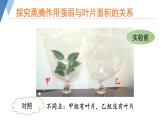 2.1.2 绿色植物的蒸腾作用课件2024年初中秋季济南版生物七年级上册