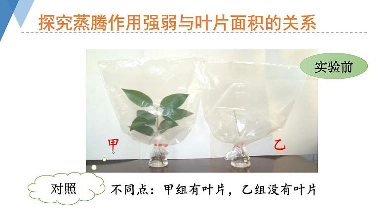 2.1.2 绿色植物的蒸腾作用课件2024年初中秋季济南版生物七年级上册第4页