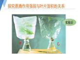 2.1.2 绿色植物的蒸腾作用课件2024年初中秋季济南版生物七年级上册