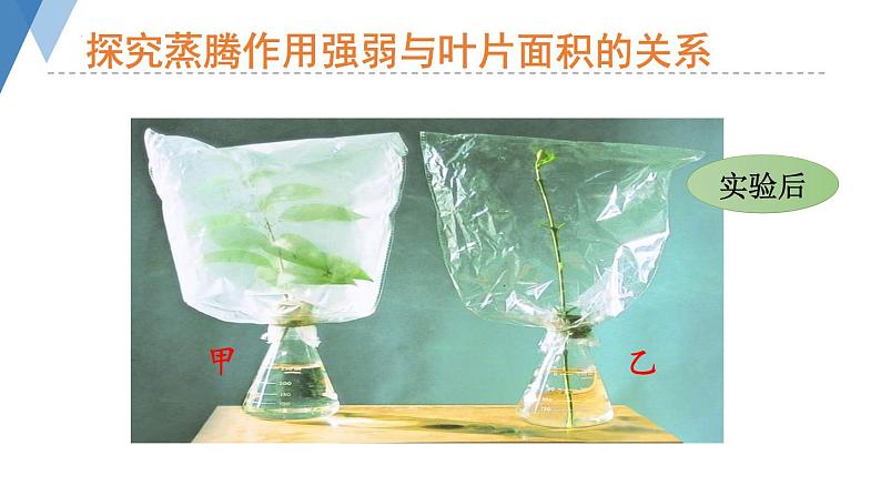 2.1.2 绿色植物的蒸腾作用课件2024年初中秋季济南版生物七年级上册第5页