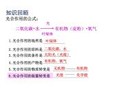 2.1.4  綠色植物的呼吸作用  課件2024年初中秋季濟(jì)南版生物七年級(jí)上冊(cè)