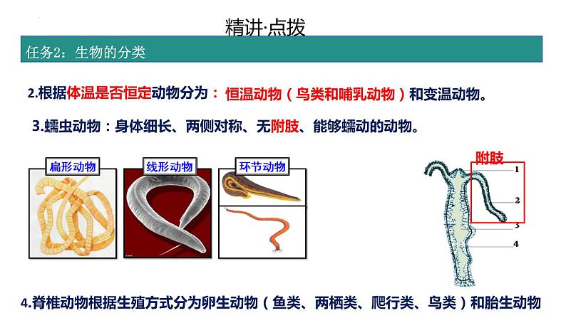 2.2.1无脊椎动物的主要类群复习课件 2024年初中秋季济南版生物七年级上册05