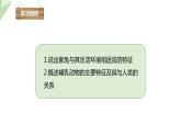 2.2.2 脊椎動(dòng)物的主要類(lèi)群 課時(shí)4 課件2024年初中秋季濟(jì)南版生物七年級(jí)上冊(cè)