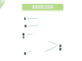 2.2.2 脊椎動(dòng)物的主要類(lèi)群 課時(shí)4 課件2024年初中秋季濟(jì)南版生物七年級(jí)上冊(cè)