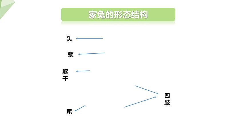 2.2.2 脊椎动物的主要类群 课时4 课件2024年初中秋季济南版生物七年级上册05