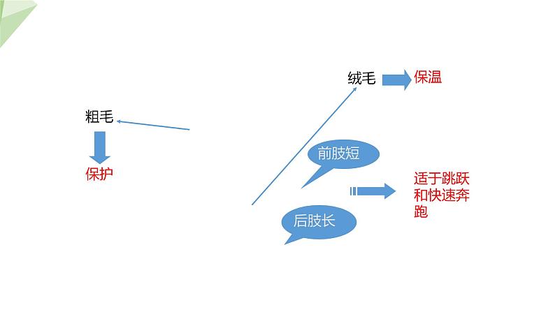 2.2.2 脊椎动物的主要类群 课时4 课件2024年初中秋季济南版生物七年级上册06