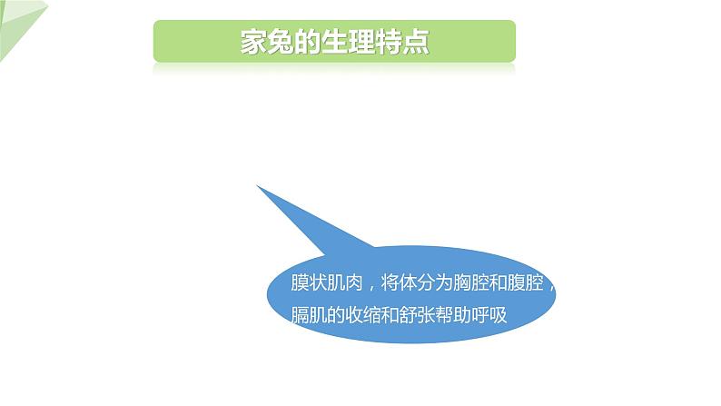 2.2.2 脊椎动物的主要类群 课时4 课件2024年初中秋季济南版生物七年级上册08