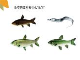 2.2.2脊椎動(dòng)物的主要類(lèi)群第1課時(shí)課件2024年初中秋季濟(jì)南版生物七年級(jí)上冊(cè)